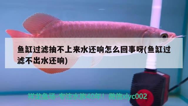 魚缸過濾抽不上來(lái)水還響怎么回事呀(魚缸過濾不出水還響)