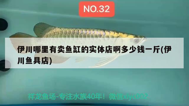 伊川哪里有賣魚缸的實(shí)體店啊多少錢一斤(伊川魚具店) 黃金達(dá)摩魚