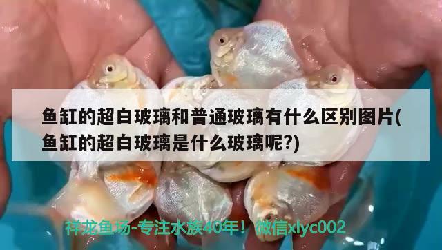 魚缸的超白玻璃和普通玻璃有什么區(qū)別圖片(魚缸的超白玻璃是什么玻璃呢?) 紅頭利魚