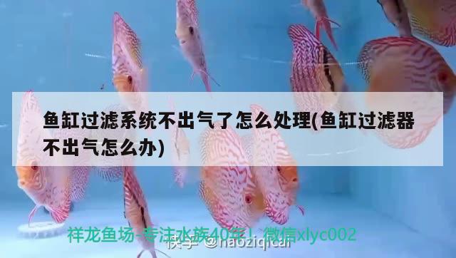 魚缸過濾系統不出氣了怎么處理(魚缸過濾器不出氣怎么辦)