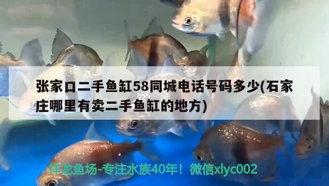 張家口二手魚缸58同城電話號碼多少(石家莊哪里有賣二手魚缸的地方) 巨骨舌魚