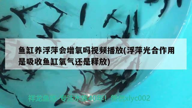 魚缸養(yǎng)浮萍會(huì)增氧嗎視頻播放(浮萍光合作用是吸收魚缸氧氣還是釋放)