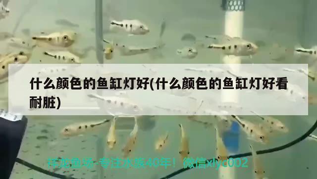 什么顏色的魚缸燈好(什么顏色的魚缸燈好看耐臟)