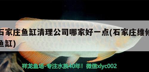 石家莊魚缸清理公司哪家好一點(diǎn)(石家莊維修魚缸)