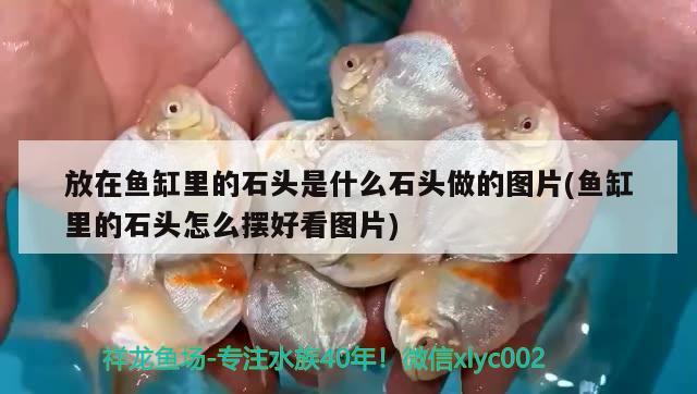 放在魚缸里的石頭是什么石頭做的圖片(魚缸里的石頭怎么擺好看圖片) 粗線銀版魚苗