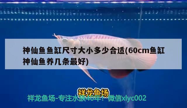 神仙魚魚缸尺寸大小多少合適(60cm魚缸神仙魚養(yǎng)幾條最好)