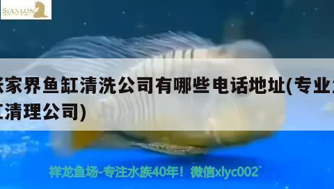 張家界魚缸清洗公司有哪些電話地址(專業(yè)魚缸清理公司)