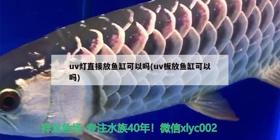 uv燈直接放魚缸可以嗎(uv板放魚缸可以嗎)