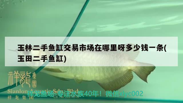 玉林二手魚缸交易市場在哪里呀多少錢一條(玉田二手魚缸)