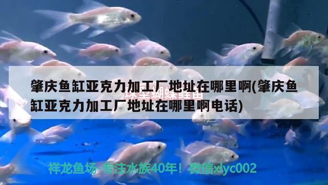 肇慶魚(yú)缸亞克力加工廠地址在哪里啊(肇慶魚(yú)缸亞克力加工廠地址在哪里啊電話)