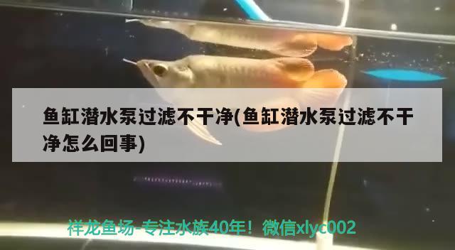 魚缸潛水泵過濾不干凈(魚缸潛水泵過濾不干凈怎么回事)