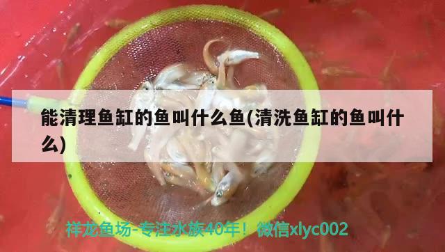 能清理魚缸的魚叫什么魚(清洗魚缸的魚叫什么)