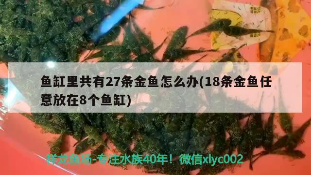 魚缸里共有27條金魚怎么辦(18條金魚任意放在8個魚缸)