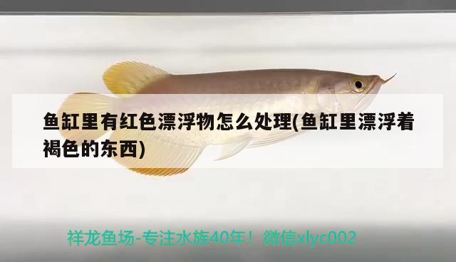 魚缸里有紅色漂浮物怎么處理(魚缸里漂浮著褐色的東西) 大湖紅龍魚