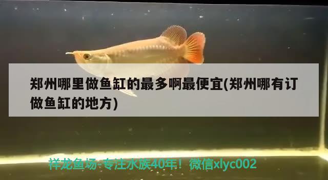 鄭州哪里做魚(yú)缸的最多啊最便宜(鄭州哪有訂做魚(yú)缸的地方)