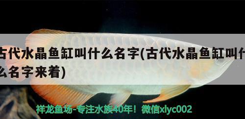 古代水晶魚缸叫什么名字(古代水晶魚缸叫什么名字來著) 黃金河虎魚