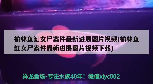 榆林魚缸女尸案件最新進展圖片視頻(榆林魚缸女尸案件最新進展圖片視頻下載)