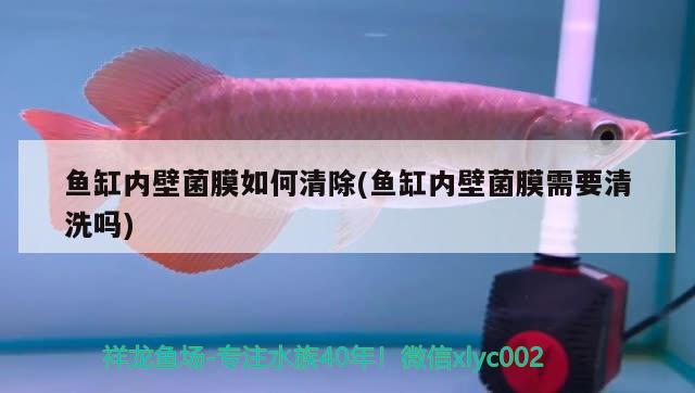 魚缸內(nèi)壁菌膜如何清除(魚缸內(nèi)壁菌膜需要清洗嗎)