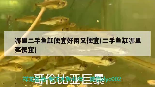 哪里二手魚(yú)缸便宜好用又便宜(二手魚(yú)缸哪里買(mǎi)便宜) 狗頭魚(yú)