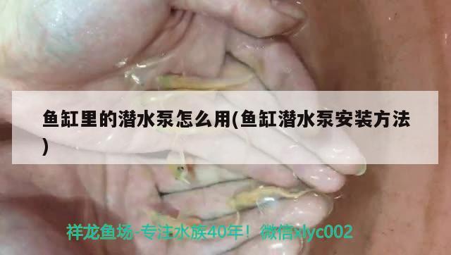 魚缸里的潛水泵怎么用(魚缸潛水泵安裝方法)