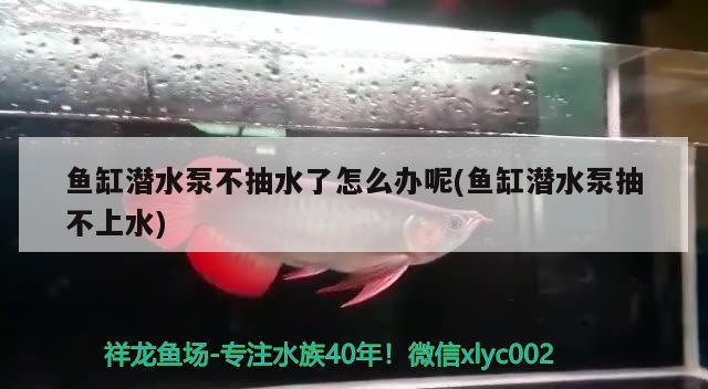 魚缸潛水泵不抽水了怎么辦呢(魚缸潛水泵抽不上水)