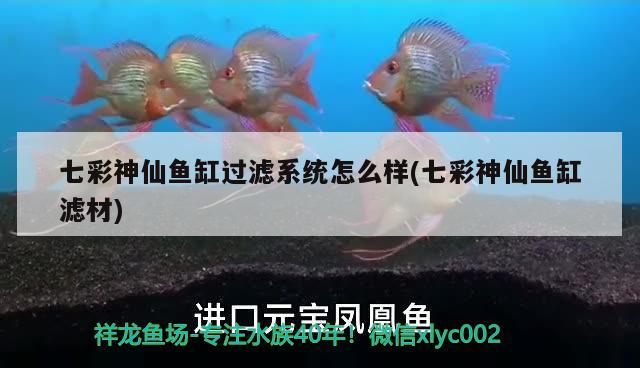 七彩神仙魚(yú)缸過(guò)濾系統(tǒng)怎么樣(七彩神仙魚(yú)缸濾材) 七彩神仙魚(yú)