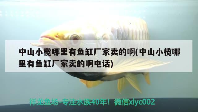 中山小欖哪里有魚(yú)缸廠家賣(mài)的啊(中山小欖哪里有魚(yú)缸廠家賣(mài)的啊電話) 細(xì)線銀板魚(yú)苗