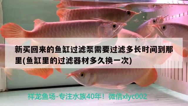 新買回來的魚缸過濾泵需要過濾多長時間到那里(魚缸里的過濾器材多久換一次) 印尼四紋虎