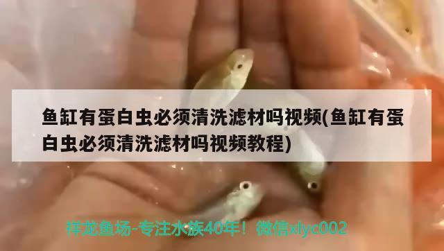 魚缸有蛋白蟲必須清洗濾材嗎視頻(魚缸有蛋白蟲必須清洗濾材嗎視頻教程) 帝王血鉆魚