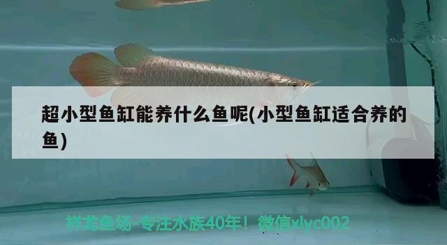 超小型魚缸能養(yǎng)什么魚呢(小型魚缸適合養(yǎng)的魚) 虎魚百科