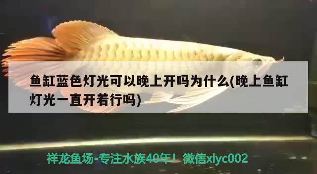 魚缸藍(lán)色燈光可以晚上開嗎為什么(晚上魚缸燈光一直開著行嗎)