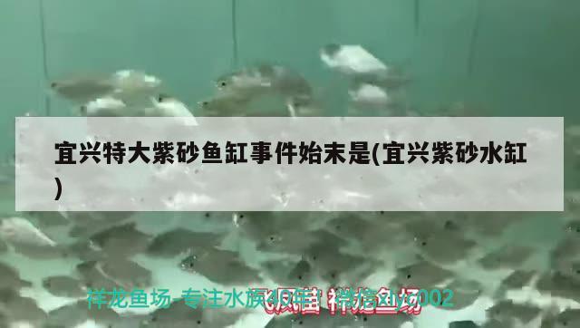 宜興特大紫砂魚缸事件始末是(宜興紫砂水缸)