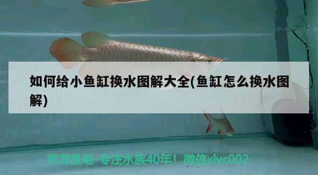 如何給小魚缸換水圖解大全(魚缸怎么換水圖解) 朱巴利魚