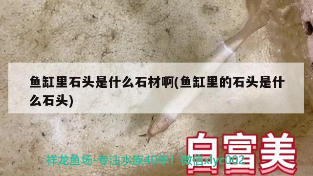 魚缸里石頭是什么石材啊(魚缸里的石頭是什么石頭)