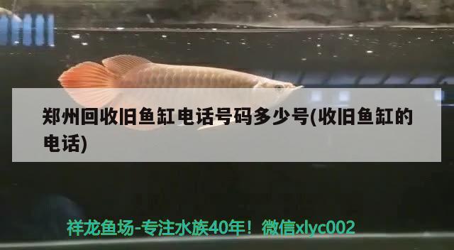 鄭州回收舊魚缸電話號(hào)碼多少號(hào)(收舊魚缸的電話)