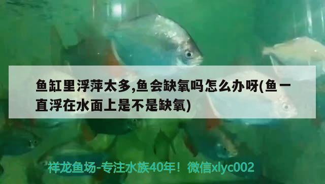 魚(yú)缸里浮萍太多,魚(yú)會(huì)缺氧嗎怎么辦呀(魚(yú)一直浮在水面上是不是缺氧) 南美異型魚(yú)