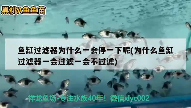 魚缸過濾器為什么一會停一下呢(為什么魚缸過濾器一會過濾一會不過濾) 觀賞魚進出口