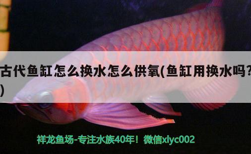 古代魚缸怎么換水怎么供氧(魚缸用換水嗎?) 斑馬鴨嘴魚