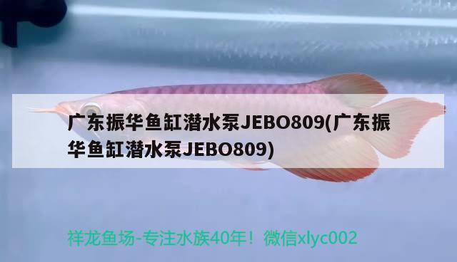 廣東振華魚(yú)缸潛水泵JEBO809(廣東振華魚(yú)缸潛水泵JEBO809) 斯維尼關(guān)刀魚(yú)