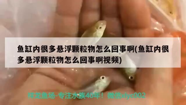 魚缸內(nèi)很多懸浮顆粒物怎么回事啊(魚缸內(nèi)很多懸浮顆粒物怎么回事啊視頻) 觀賞魚水族批發(fā)市場(chǎng)