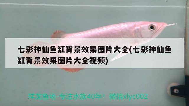 七彩神仙魚缸背景效果圖片大全(七彩神仙魚缸背景效果圖片大全視頻)