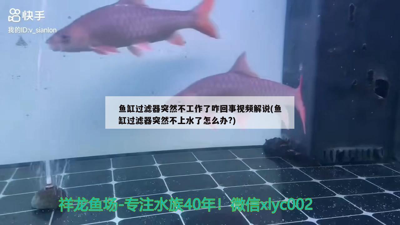 魚缸過濾器突然不工作了咋回事視頻解說(魚缸過濾器突然不上水了怎么辦?)