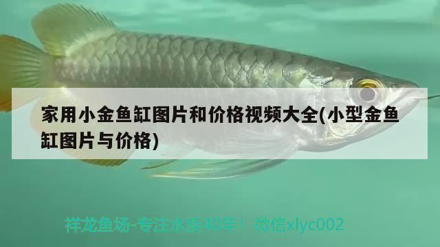 家用小金魚缸圖片和價格視頻大全(小型金魚缸圖片與價格) 龍魚批發(fā)