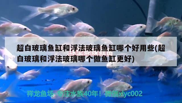 超白玻璃魚缸和浮法玻璃魚缸哪個(gè)好用些(超白玻璃和浮法玻璃哪個(gè)做魚缸更好)