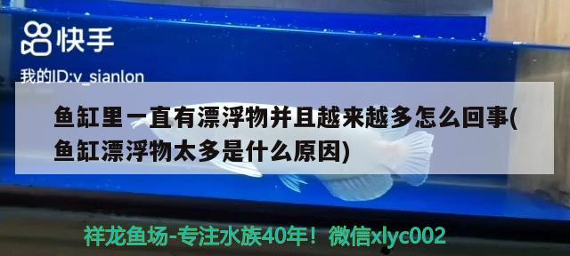 魚(yú)缸里一直有漂浮物并且越來(lái)越多怎么回事(魚(yú)缸漂浮物太多是什么原因)