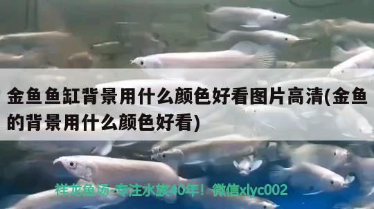 金魚魚缸背景用什么顏色好看圖片高清(金魚的背景用什么顏色好看) 金老虎魚