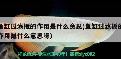 魚缸過濾板的作用是什么意思(魚缸過濾板的作用是什么意思呀) 七彩神仙魚