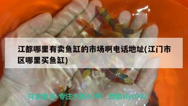 江都哪里有賣魚缸的市場啊電話地址(江門市區(qū)哪里買魚缸)