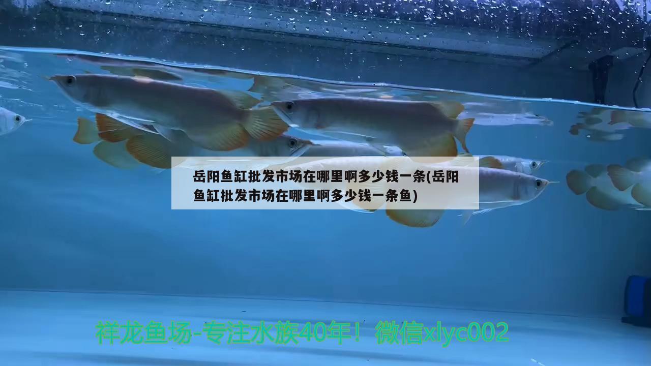 岳陽魚缸批發(fā)市場在哪里啊多少錢一條(岳陽魚缸批發(fā)市場在哪里啊多少錢一條魚) 三間鼠魚