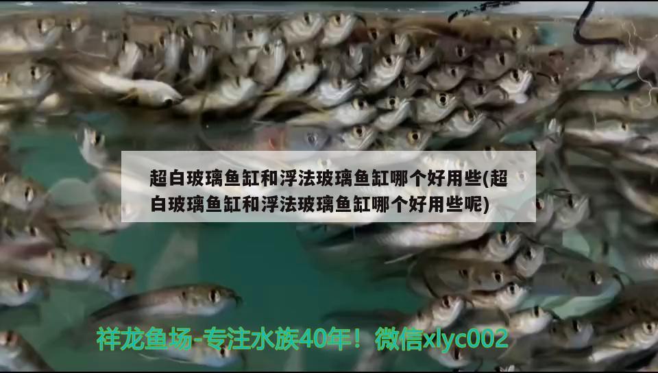 超白玻璃魚缸和浮法玻璃魚缸哪個好用些(超白玻璃魚缸和浮法玻璃魚缸哪個好用些呢) 野生埃及神仙魚